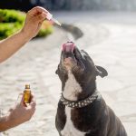 Health Benefits of CBD Oil for Dogs From Anxiety Relief to Joint Support