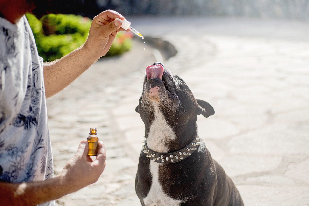 Health Benefits of CBD Oil for Dogs From Anxiety Relief to Joint Support